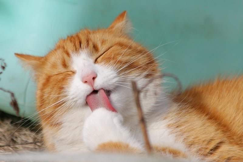 Celebrity Pet